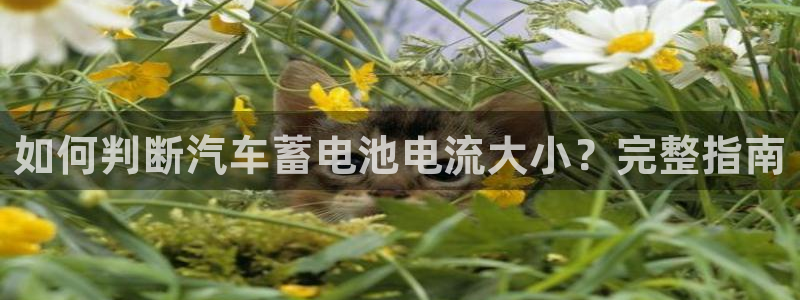 优发国际手机客户端下载不了